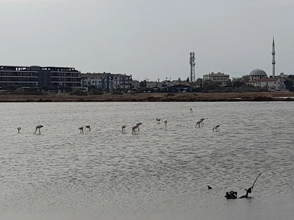 DOĞA